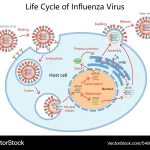 Influenza Mutasi Bikin Flu Lebih Berat: Pakar Kesehatan Ungkap Bahayanya