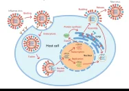 Influenza Mutasi Bikin Flu Lebih Berat: Pakar Kesehatan Ungkap Bahayanya