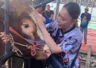 Inul Daratista Berbagi Kebahagiaan Idul Adha Lewat Kurban 5 Sapi