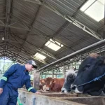 Jelang Iduladha, Sapi Limosin dan Simmental di Pati Paling Banyak Diburu Warga