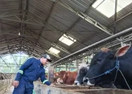 Jelang Iduladha, Sapi Limosin dan Simmental di Pati Paling Banyak Diburu Warga