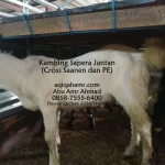 Kambing Sapera di Mojokerto Mencuri Perhatian Calon Pembeli