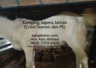 Kambing Sapera di Mojokerto Mencuri Perhatian Calon Pembeli