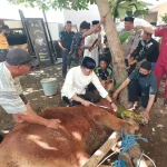 Kapolres Merangin Pimpin Pemotongan Hewan Qurban: 8 Sapi dan 2 Kambing untuk Masyarakat