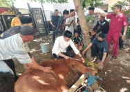 Kapolres Merangin Pimpin Pemotongan Hewan Qurban: 8 Sapi dan 2 Kambing untuk Masyarakat