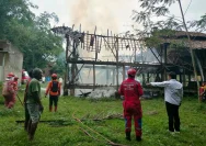 Kebakaran Hebat di Peternakan Ayam Jatirejo Mojokerto, Ribuan Hewan Ternak Ayam Maut