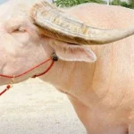 Kerbau Albino Langka Berbobot 700kg di Bangladesh, Mengapa Tidak Disembelih?