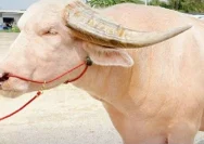 Kerbau Albino Langka Berbobot 700kg di Bangladesh, Mengapa Tidak Disembelih?