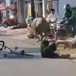 Kerbau Kurban Lepas dan Mengamuk di Kudus, Dua Pengendara Motor Jadi Korban