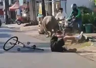 Kerbau Kurban Lepas dan Mengamuk di Kudus, Dua Pengendara Motor Jadi Korban