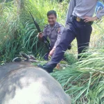 Kerbau Mengamuk di Kudus: Polisi Turun Tangan Demi Keselamatan Warga