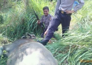 Kerbau Mengamuk di Kudus: Polisi Turun Tangan Demi Keselamatan Warga
