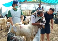 Lapak Hewan Kurban Marak Jelang Iduladha