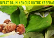 Manfaat Daun Kencur untuk Kesehatan Tubuh
