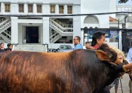 Masjid Tagwallah Lubuklinggau Sembelih 7 Sapi dan 14 Kambing pada Iduladha 1447 H
