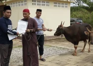 MDA Distribusikan Sapi Kurban ke Masyarakat Luwu dengan Menggandeng Peternak