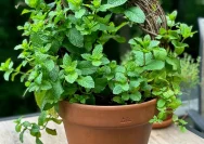 Membuat Kebun Mint Mini di Dapur: Tips dan Trik yang Mudah Digunakan