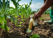 Menanam Jagung di Kebun Kita: Meningkatkan Produksi dan Kesejahteraan