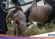 Nobar Pesta Babi di Ternate Dibubarkan Mendadak, Dandim Ungkap Alasan Keamanan