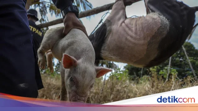 Nobar Pesta Babi di Ternate Dibubarkan Mendadak, Dandim Ungkap Alasan Keamanan