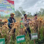 Panen Raya Jagung Serentak di Batang Dukung Swasembada Pangan Nasional 2026