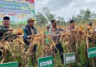 Panen Raya Jagung Serentak di Batang Dukung Swasembada Pangan Nasional 2026