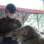 Pemprov Jateng Perketat Pengawasan Ternak Jelang Iduladha