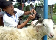 Penggunaan Dana APBN untuk Hewan Kurban: Antara Sedekah dan Syariat