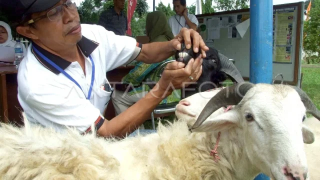 Penggunaan Dana APBN untuk Hewan Kurban: Antara Sedekah dan Syariat