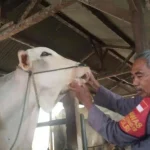 Penipuan Bisnis Sapi Ratusan Juta Rupiah: Pria Sukolilo Ditangkap Polisi