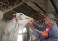 Penipuan Bisnis Sapi Ratusan Juta Rupiah: Pria Sukolilo Ditangkap Polisi