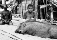 Pesta Babi: Mengungkap Dampak Penggusuran Sipil di Papua Selatan