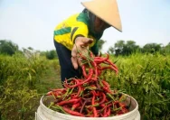 Petani Cabai Lampung Selatan Menghadapi Kesulitan Akibat Biaya Produksi yang Melonjak