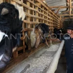 Peternak Blora Mengalami Peningkatan Order Kambing Kurban
