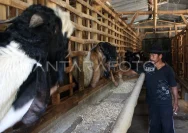 Peternak Blora Mengalami Peningkatan Order Kambing Kurban