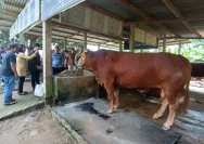 Polemik Anggaran Sapi Kurban Presiden Rp 100 Miliar: Purbaya Belum Tahu Detail
