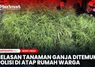 Polisi Ditemukan Tanaman Ganja di Deli Serdang