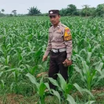 Polisi Kawal Pertumbuhan Jagung di Rokan Hulu untuk Meningkatkan Ketahanan Pangan