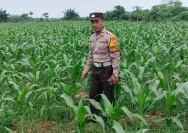 Polisi Kawal Pertumbuhan Jagung di Rokan Hulu untuk Meningkatkan Ketahanan Pangan