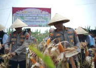 Polisi Purworejo Panen Raya Jagung, Komitmen Nyata demi Ketahanan Pangan Nasional
