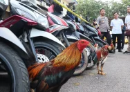 Polisi Tegas, Bongkar Arena Sabung Ayam dan Judi Dadu di Kabupaten Kebumen