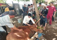 Polres Binjai Melaksanakan Qurban Idul Adha 1447 H dengan 7 Ekor Sapi dan 3 Ekor Kambing