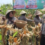 Polres Bojonegoro Mendukung Panen Raya Jagung untuk Ketahanan Pangan Nasional
