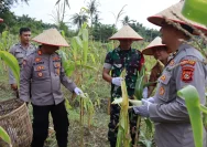 Polres Kebumen Luncurkan Operasional SPPG Polri dan Panen Jagung 0,42 Ton