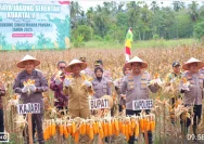 Polres Madina Gelar Panen Raya Jagung untuk Mendukung Program Presiden