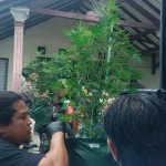 Polres Mojokerto Ungkap Kasus Ganja di Trawas, Seorang Pria Asal Malang Diamankan