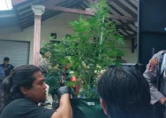 Polres Mojokerto Ungkap Kasus Ganja di Trawas, Seorang Pria Asal Malang Diamankan