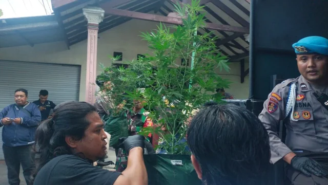 Polres Mojokerto Ungkap Kasus Ganja di Trawas, Seorang Pria Asal Malang Diamankan