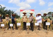 Polri dan Pemerintah Daerah Sambut Panen Raya Jagung Serentak untuk Kemandirian Pangan