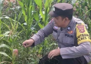 Polsek Pangkalan Kuras Gencarkan Penanaman Jagung untuk Ketahanan Pangan